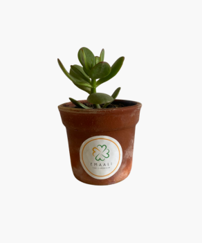 Jade Plant