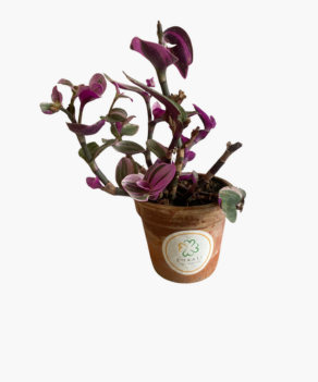 Tradescantia