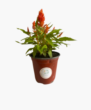 Celosia